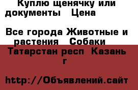 Куплю щенячку или документы › Цена ­ 3 000 - Все города Животные и растения » Собаки   . Татарстан респ.,Казань г.